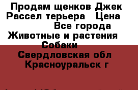 Продам щенков Джек Рассел терьера › Цена ­ 25 000 - Все города Животные и растения » Собаки   . Свердловская обл.,Красноуральск г.